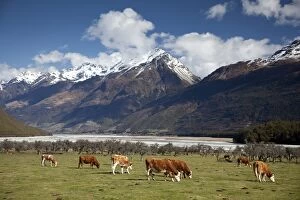 Images Dated 9th September 2010: Hereford cattle in Dart River Valley near Glenorchy, Queenstown, South Island, New Zealand, Pacific