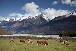 Farm Animal Prints: Hereford cattle in Dart River Valley near Glenorchy