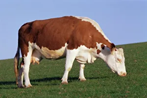 Eating Prints: Hereford cow grazing on hillside, Chalk Farm, Willingdon, East Sussex, England