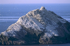 Gannet Prints: Hermaness cliffs and gannetry