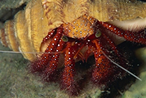Crustacean Prints: Hermit crab