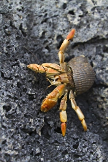 Crab Prints: Hermit crab (Cerro Bruja), San Cristobal Island, Galapagos Islands, Ecuador, South America