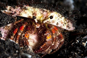 Crab Prints: Hermit crab (Clibanarius seurati), Sulawesi, Indonesia, Southeast Asia, Asia