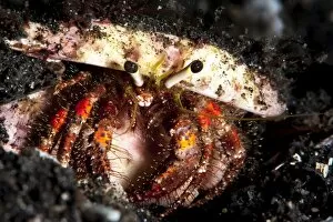 Images Dated 29th May 2008: Hermit crab (Clibanarius seurati), Sulawesi, Indonesia, Southeast Asia, Asia