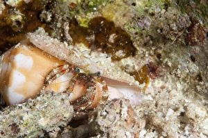 Crab Prints: Hermit crab (Dardanus lagopodes), Sulawesi, Indonesia, Southeast Asia, Asia