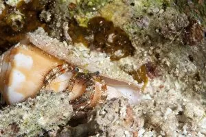Images Dated 1st June 2008: Hermit crab (Dardanus lagopodes), Sulawesi, Indonesia, Southeast Asia, Asia