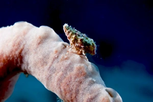Sponge Prints: Hermit crab on a sponge, Dominica, West Indies, Caribbean, Central America