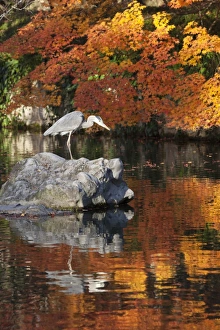 Autumnal Scene Prints: Heron on lake in autumn, Eikan-do Temple, Northern Higashiyama, Kyoto, Japan, Asia