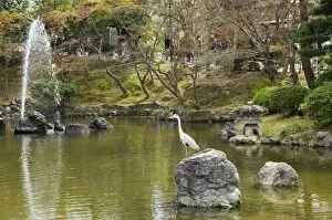 A heron in a pond at Maruyama Park