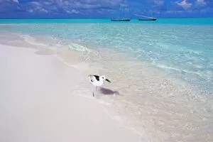 Heron walking along waters edge on tropical beach, Maldives, Indian Ocean