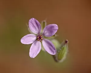 Images Dated 20th May 2010: Heronsbill (Erodium cicutarium), Arches National Park, Utah, United States of America