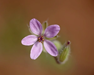 Heronsbill (Erodium cicutarium), Arches National Park, Utah, United States of America