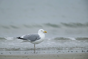 Gull Prints: Herring gull