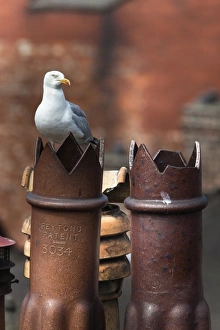 Tyneside Prints: Herring gull (Larus argentatus) on chimney pots in city