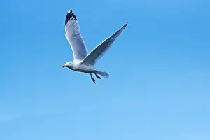 Seabird Prints: Herring gull (Larus argentatus) in flight, County Cork, Ireland