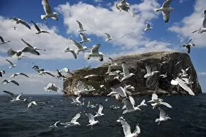 Herring gulls (Larus argentatus), following fishing boat with Bass Rock behind