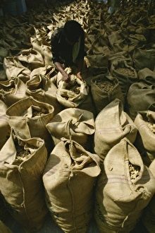 Cochin Prints: Hessian bags full of stem ginger, Cochin, Kerala state, India, Asia