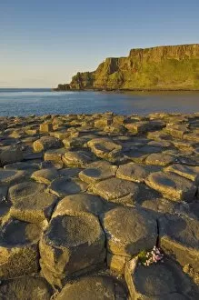 Images Dated 24th May 2008: Hexagonal basalt columns of the Giants Causeway, UNESCO World Heritage Site