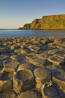 Images Dated 24th May 2008: Hexagonal basalt columns of the Giants Causeway, UNESCO World Heritage Site