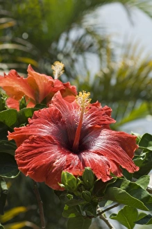 Hibiscus, Costa Rica