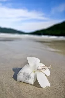 Images Dated 2nd October 2006: Hibiscus flower on beach, Perhentian islands, Malaysia, Southeast Asia, Asia