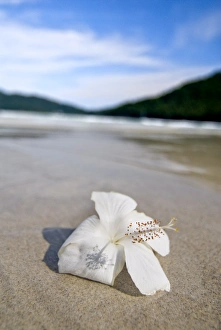 Hibiscus flower on beach, Perhentian islands, Malaysia, Southeast Asia, Asia