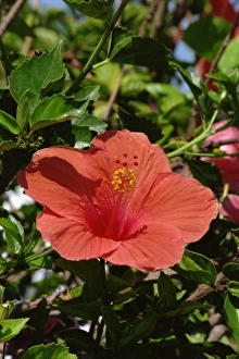 La Gomera Prints: Hibiscus flower, Hotel Tecini, Santiago, La Gomera, Canary Islands, Atlantic