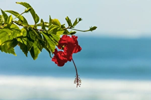 Nicoya Peninsula Prints: Hibiscus flower at popular Playa Guiones beach