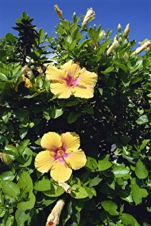 La Gomera Prints: Hibiscus flowers, Hotel Tecini, Santiago, La Gomera, Canary Islands, Atlantic