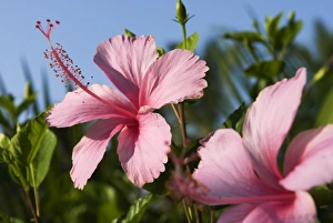 Images Dated 10th November 2006: Hibiscus, Goa, India, Asia