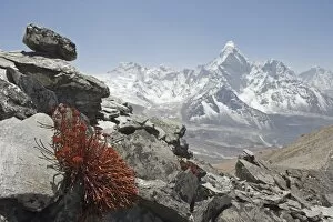 Images Dated 6th April 2010: High altitude flowers, Ama Dablam in background, Solu Khumbu Everest Region