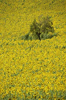 Gascoigne Prints: High angle view of a field of sunflowers in Gascoigne (Gascony) in the Midi-Pyrenees