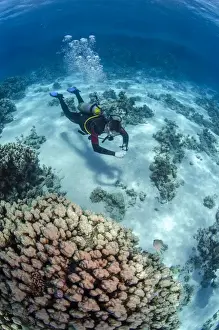 Red Sea Prints: High angle view of a scuba diver diving in shallow water close to coral reef
