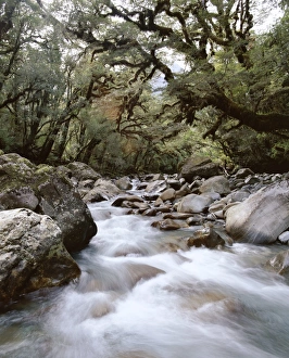 High country forest