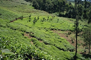 Tea Gardens Prints: The high tea country of Kikuyu land, near Kangema, Kenya, East Africa, Africa