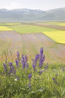 Norcia Prints: Highland of Castelluccio di Norcia, Norcia, Umbria, Italy, Europe