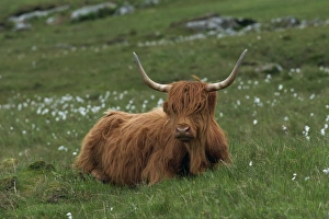 Highland cattle
