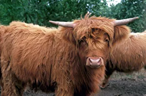 Horn Prints: Highland cattle