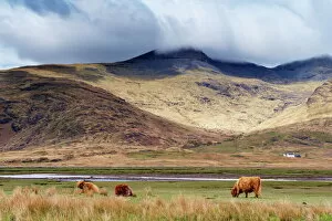 Images Dated 6th May 2010: Highland cattle, Ben More in the distance, Isle of Mull, Scotland, United Kingdom, Europe