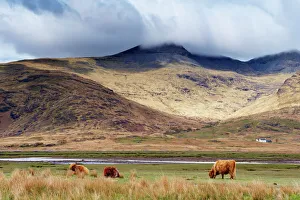 Highland cattle, Ben More in the distance, Isle of Mull, Scotland, United Kingdom, Europe