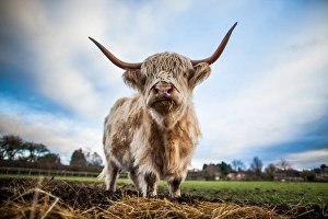 Horns Prints: Highland cattle (Bos taurus), Gloucestershire, England, United Kingdom, Europe