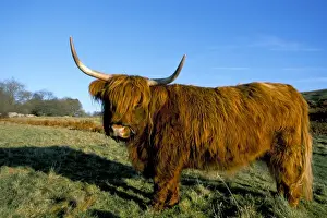Shaggy Prints: Highland cattle conservation grazing on Arnside Knott, Cumbria, United Kingdom, Europe