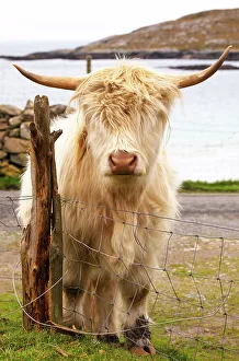Horns Prints: Highland cattle in Huisinish (Hushinish)