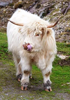 Horn Prints: Highland cattle in Huisinish (Hushinish)