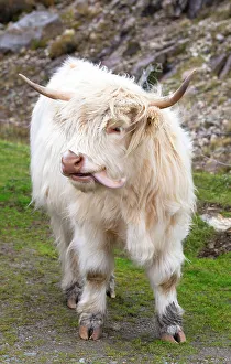 Green Grass Prints: Highland cattle in Huisinish (Hushinish)