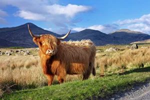 Highland Prints: Highland cattle, Isle of Mull, Inner Hebrides, Scotland, United Kingdom, Europe