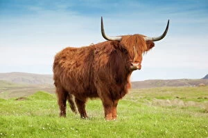 Images Dated 1st June 2009: Highland cattle, Isle of Skye, Scotland, United Kingdom, Europe
