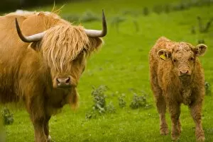 Images Dated 23rd May 2007: Highland cattle, Perthshire, Scotland, United Kingdom, Europe