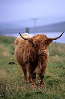 Horn Prints: Highland cow