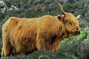 Pastoral Prints: Highland cow with its distinctive long hair and horns